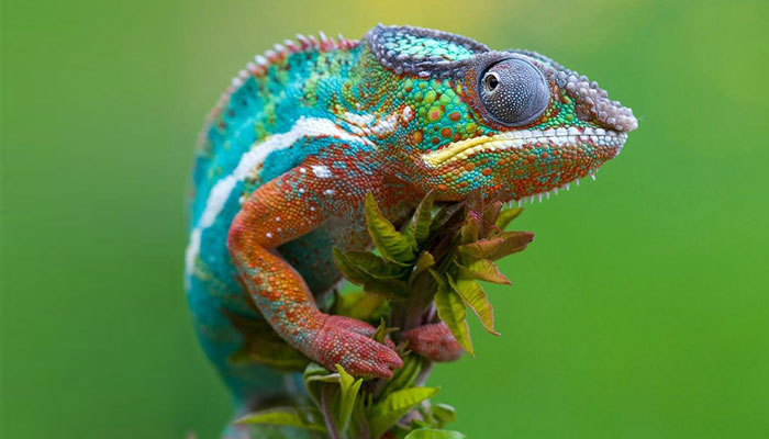 TẮC K&Egrave; CHỮA BỆNH HEN SUYỄN L&Acirc;U NG&Agrave;Y